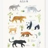 Affiche Animaux D'Asie Living Earth LILIPINSO Gris - Lilipinso -Vertbaudet Magasin affiche animaux dasie living earth lilipinso